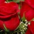 «Вечные» розы